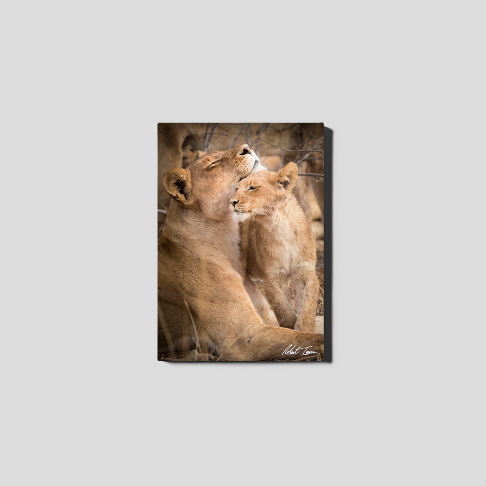 Lion Love 01GP Small Canvas
