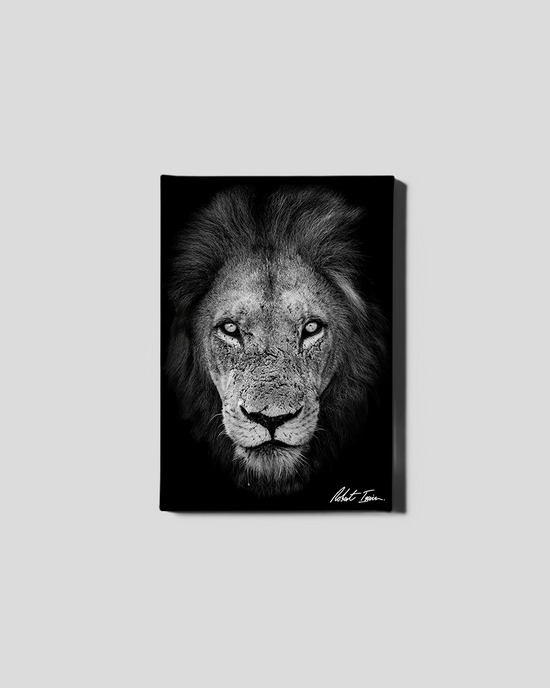 Lion 02GP Small Canvas