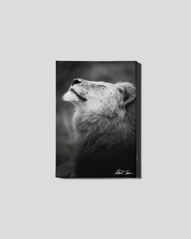 Happy Lion 03GP Small Canvas
