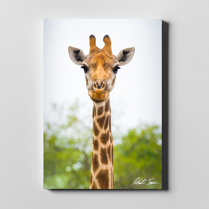Giraffe 04GP Large Canvas