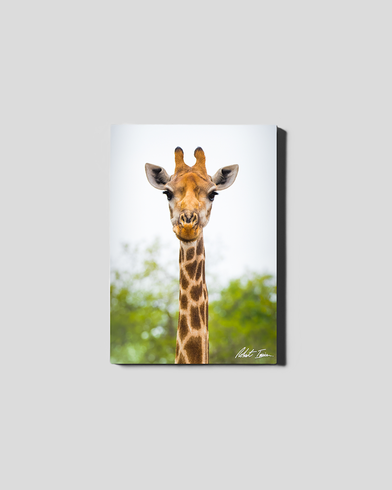 Giraffe 04GP Small Canvas