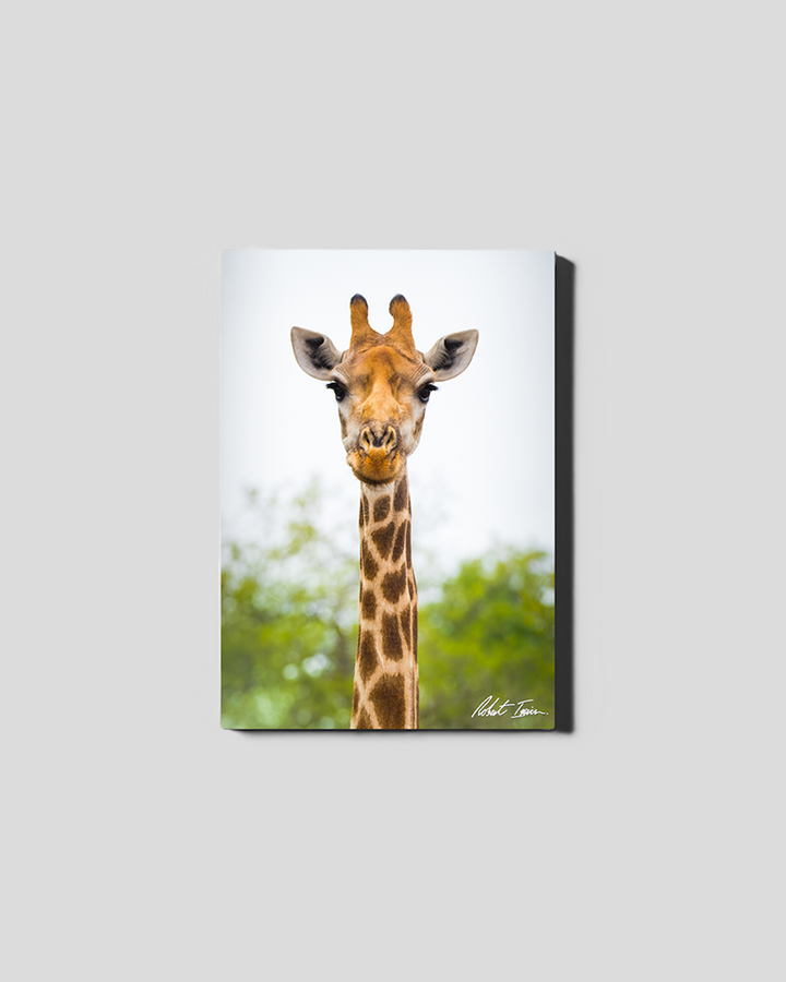 Giraffe 04GP Small Canvas
