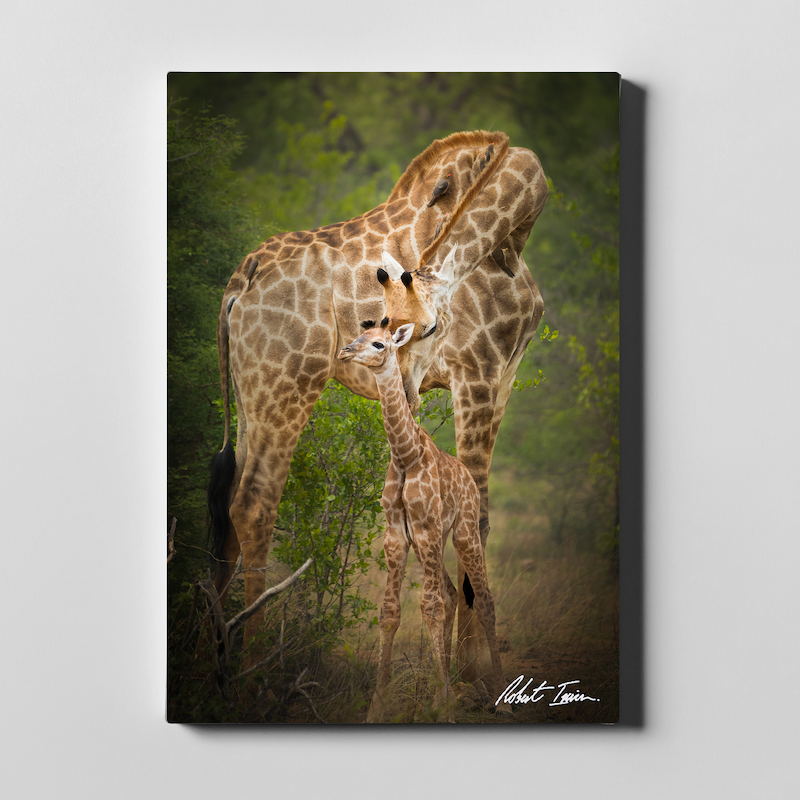 Mother Giraffe 05GP Large Canvas
