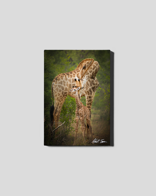 Mother Giraffe 05GP Small Canvas