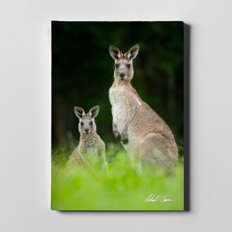 Kangaroos 06GP Large Canvas