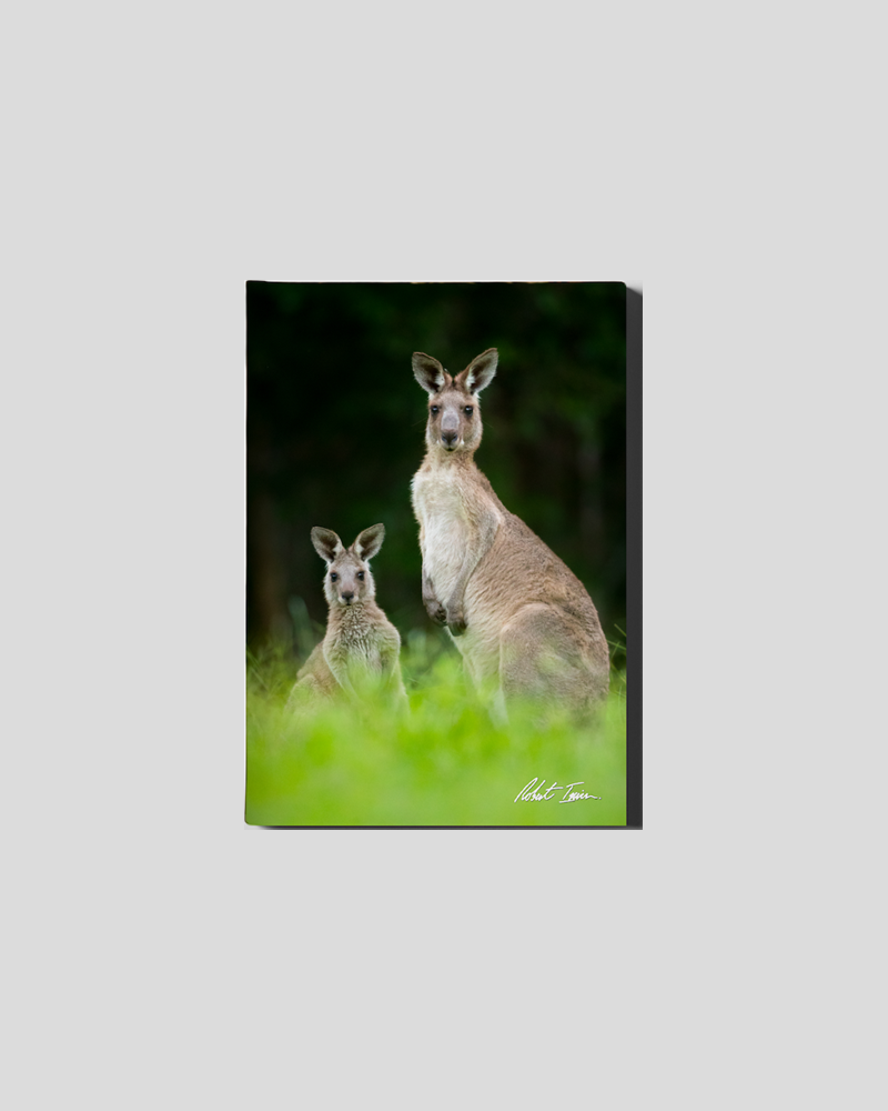 Kangaroos 06GP Small Canvas