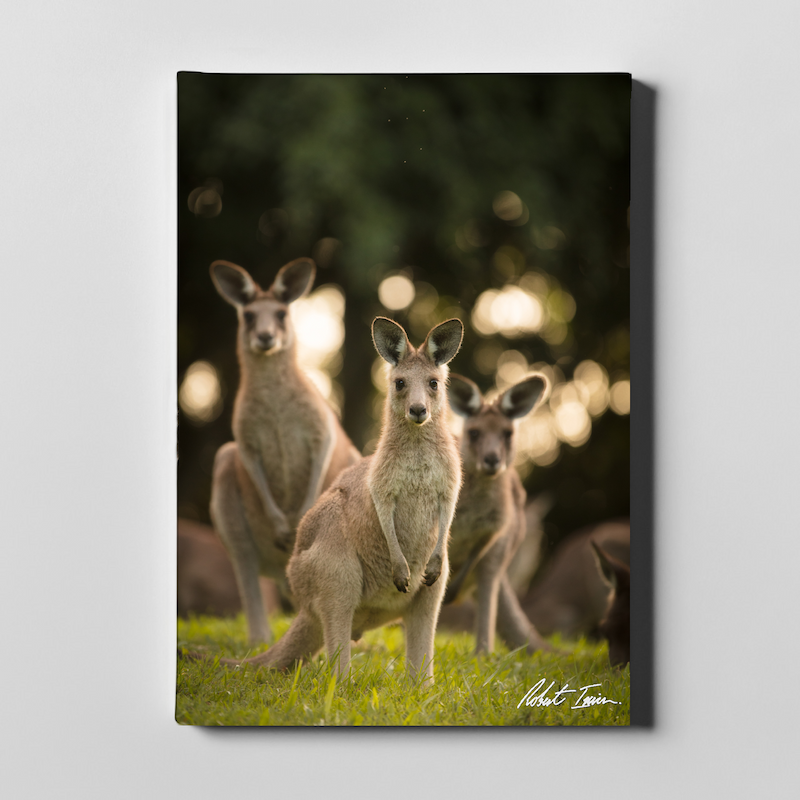 Trio Of Roos 07GP Large Canvas