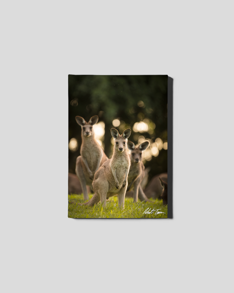 Trio Of Roos 07GP Small Canvas