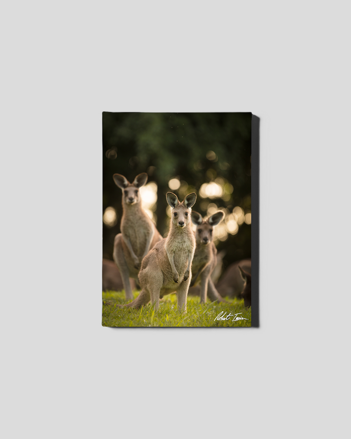 Trio Of Roos 07GP Small Canvas