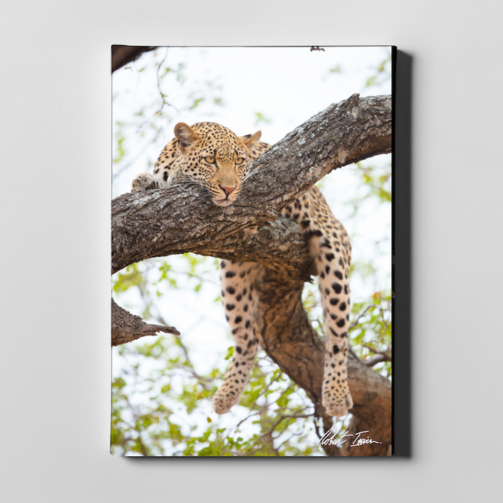 Resting Leopard 08GP Large Canvas