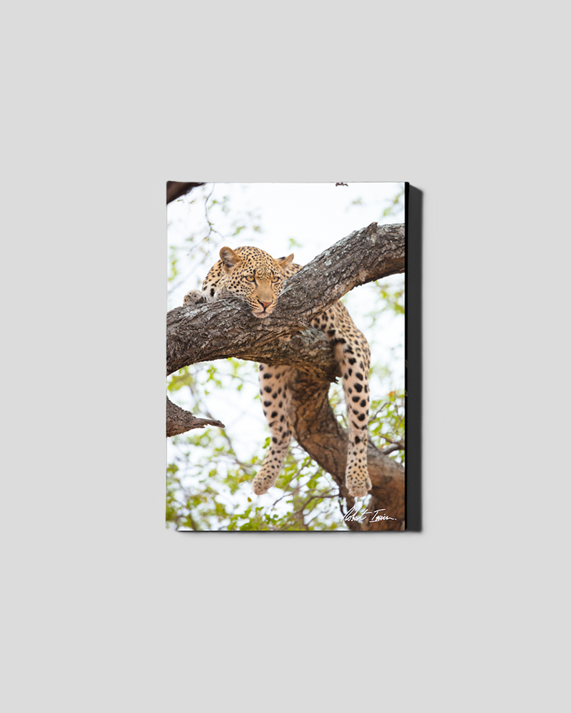 Resting Leopard 08GP Small Canvas