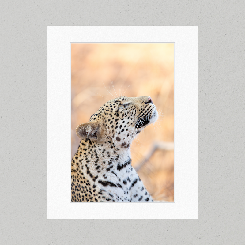 Leopard 09GP Matte Print