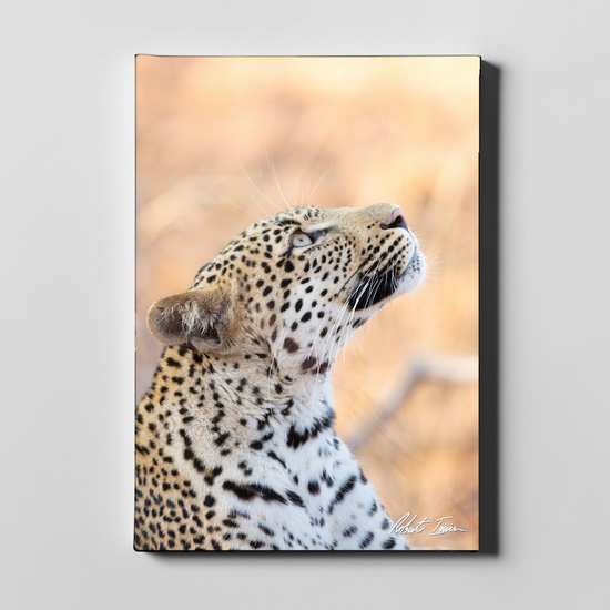 Leopard 09GP Large Canvas