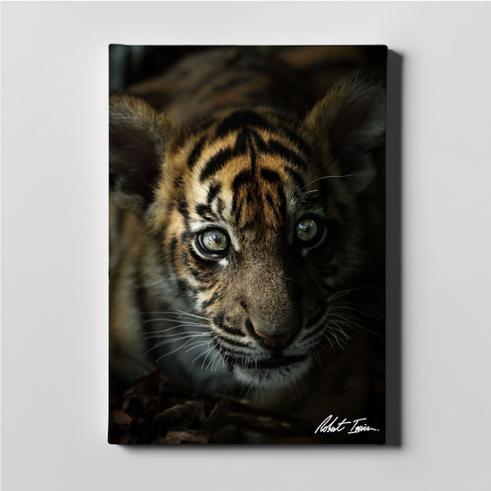 Curious Cub 10GP Large Canvas