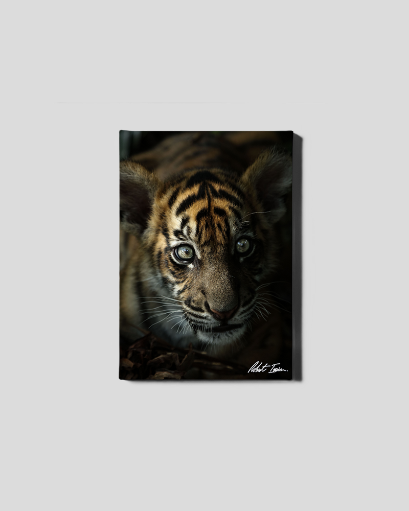 Curious Cub 10GP Small Canvas