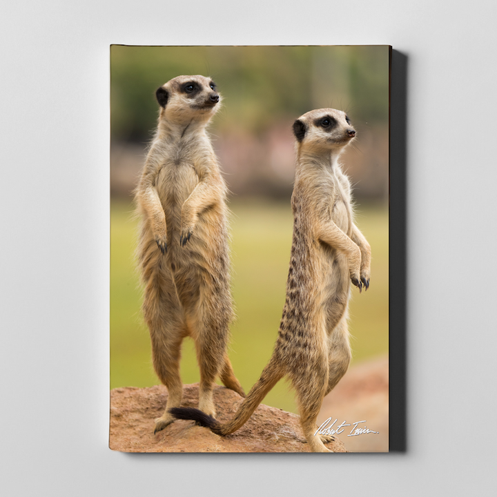 On The Lookout 11GP Large Canvas