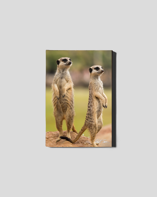On The Lookout 11GP Small Canvas