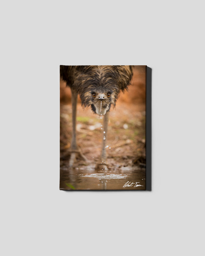 Thirsty Emu 12GP Small Canvas