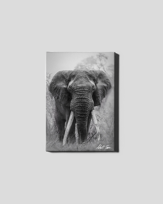 Big Tusker 13GP Small Canvas