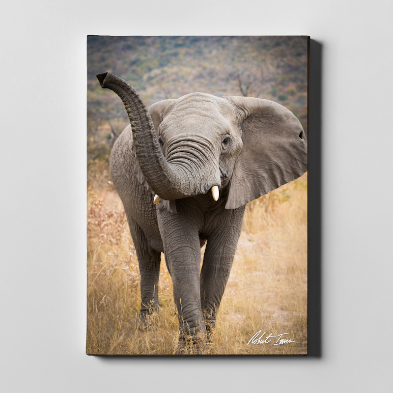 Curious Elephant 14GP Large Canvas