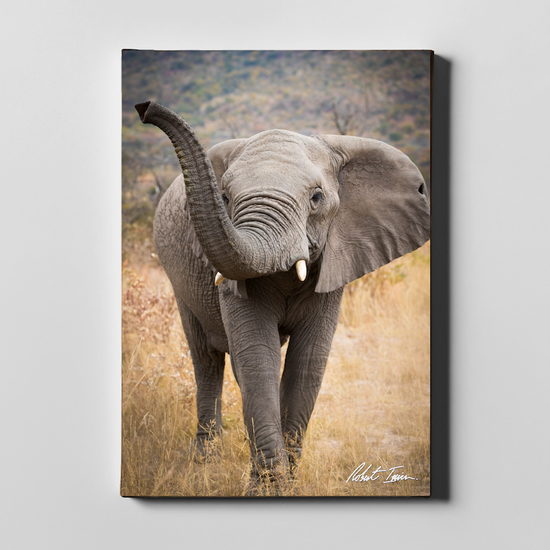 Curious Elephant 14GP Large Canvas