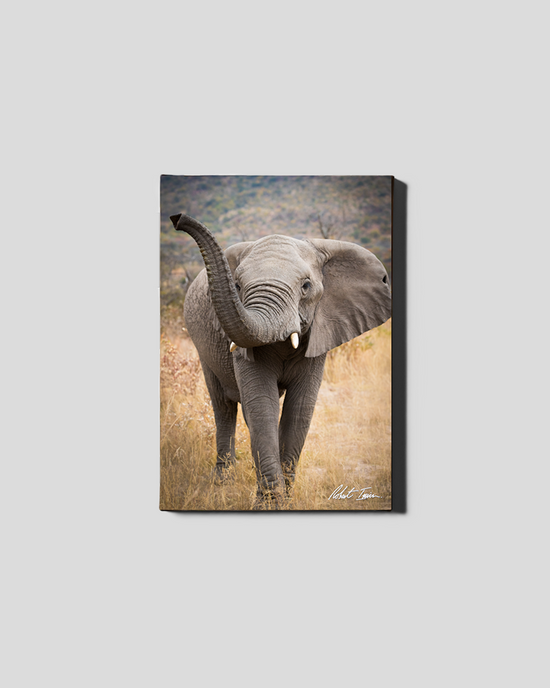 Curious Elephant 14GP Small Canvas