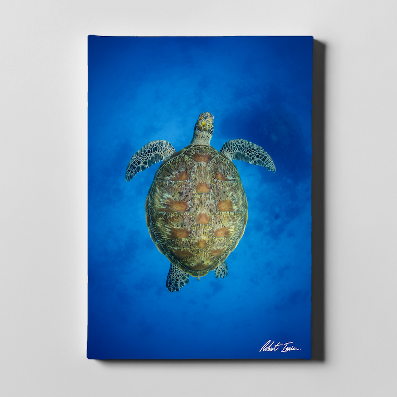 Green Turtle Above 17GP Large Canvas