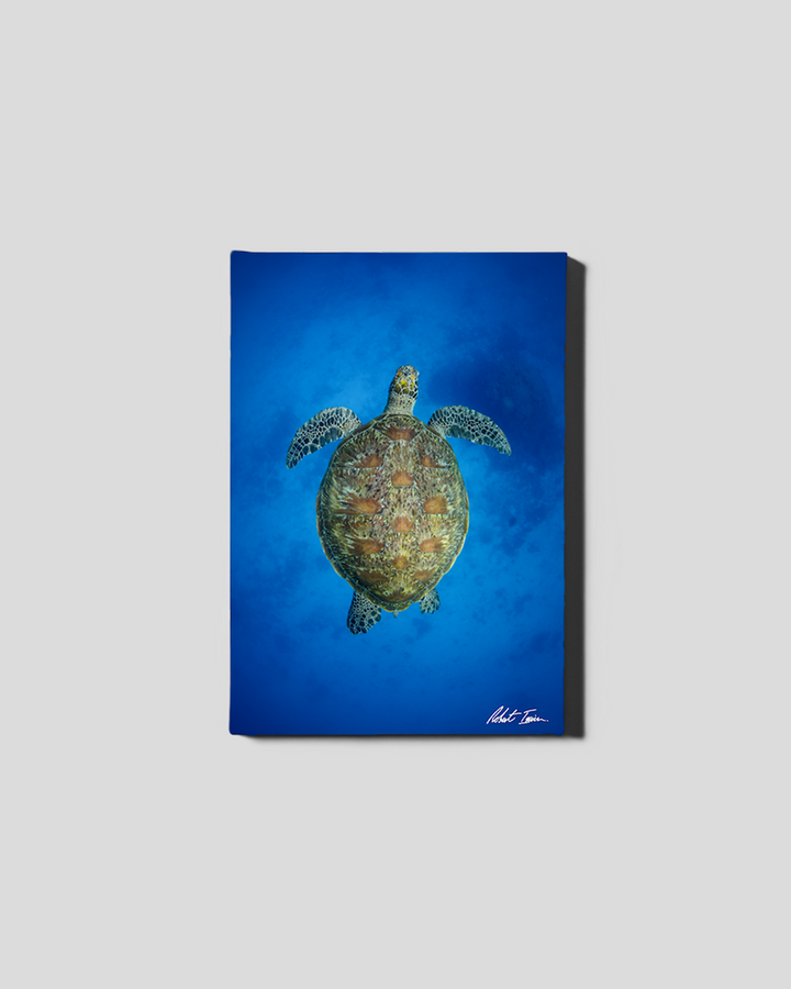 Green Turtle Above 17GP Small Canvas