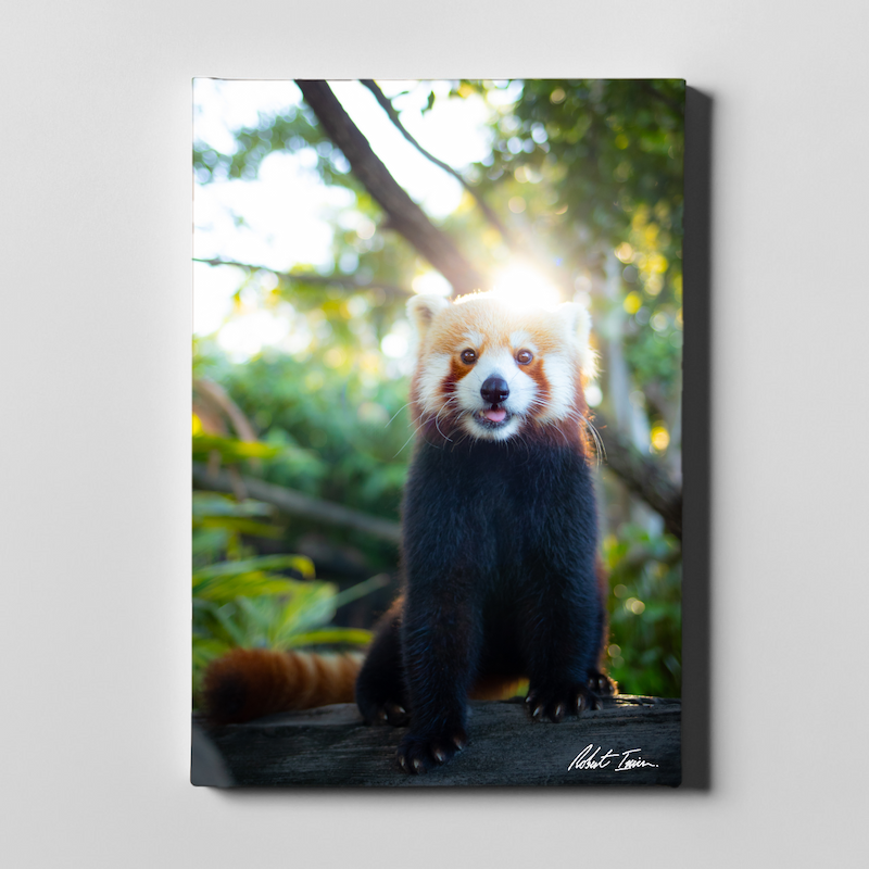 Red Panda 18GP Large Canvas