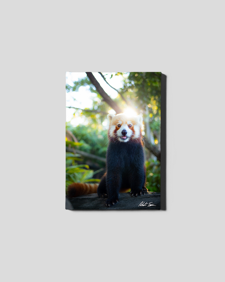 Red Panda 18GP Small Canvas