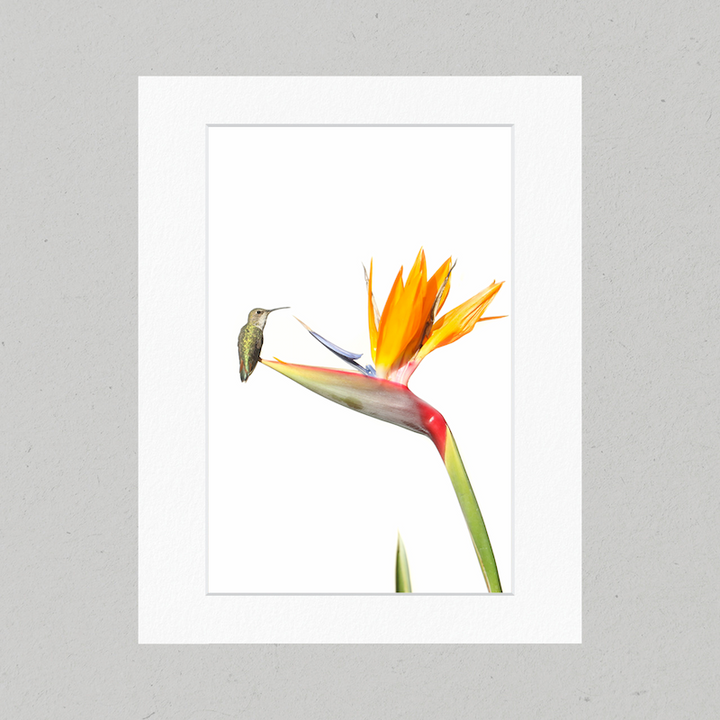 Hummingbird 19GP Matte Print