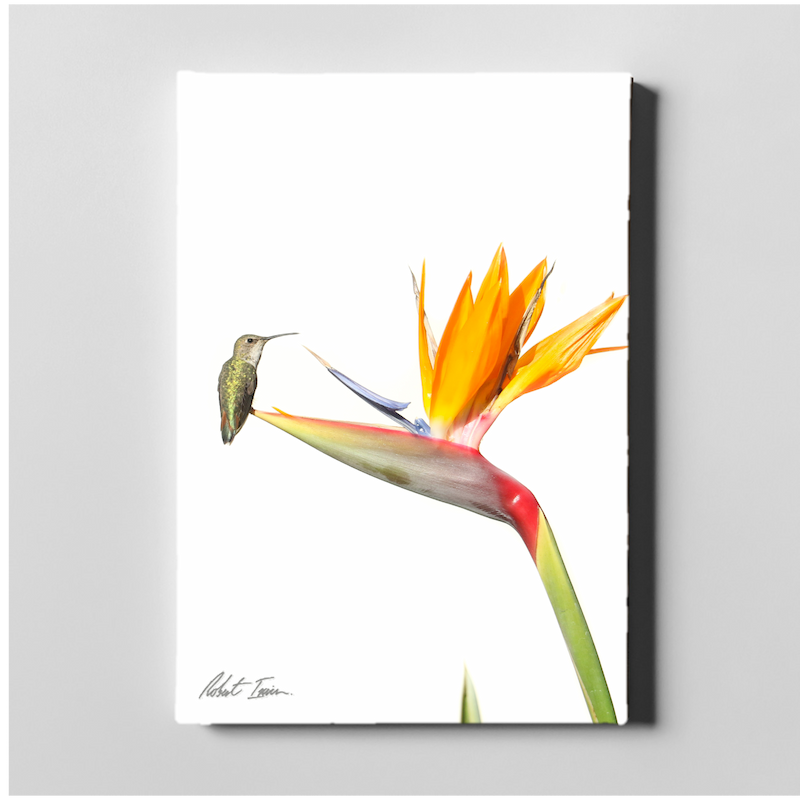 Hummingbird 19GP Large Canvas