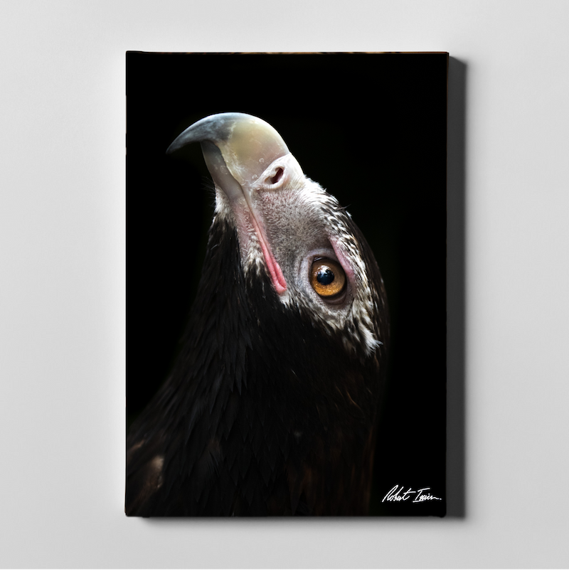 Wedge Tail Eagle 20GP Large Canvas