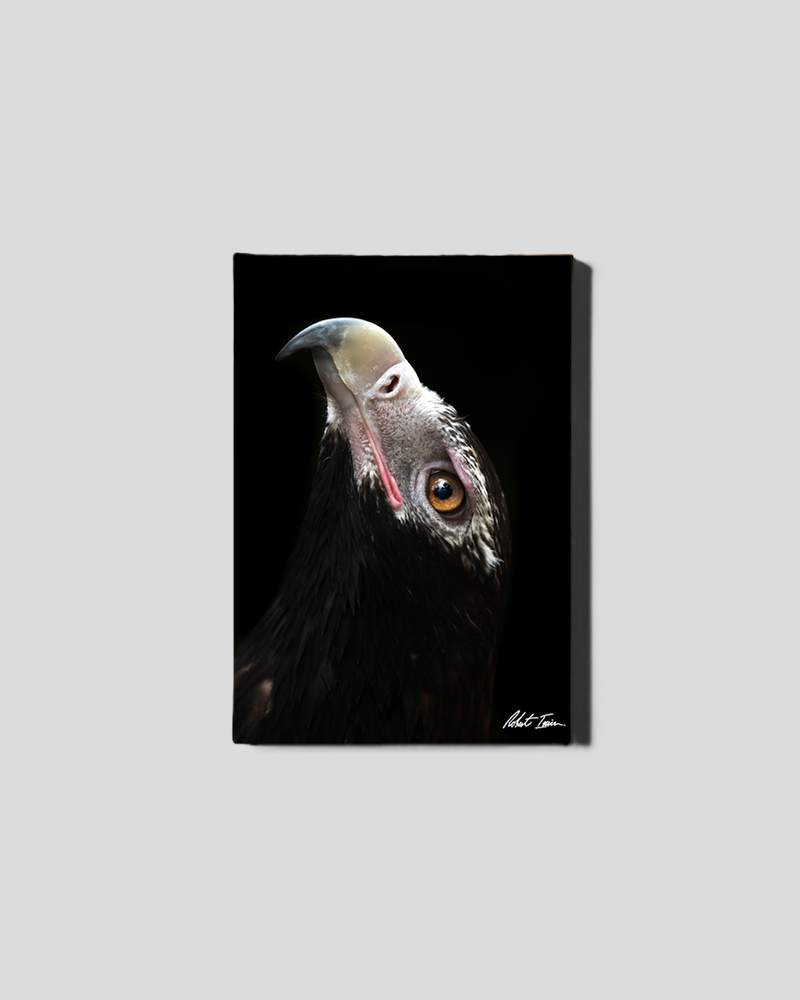 Wedge Tail Eagle 20GP Small Canvas