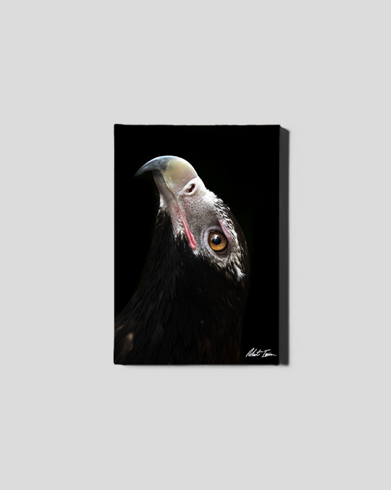 Wedge Tail Eagle 20GP Small Canvas