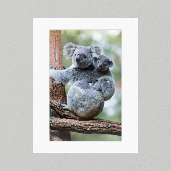 Koala and Joey Sitting 21GP Matte Print