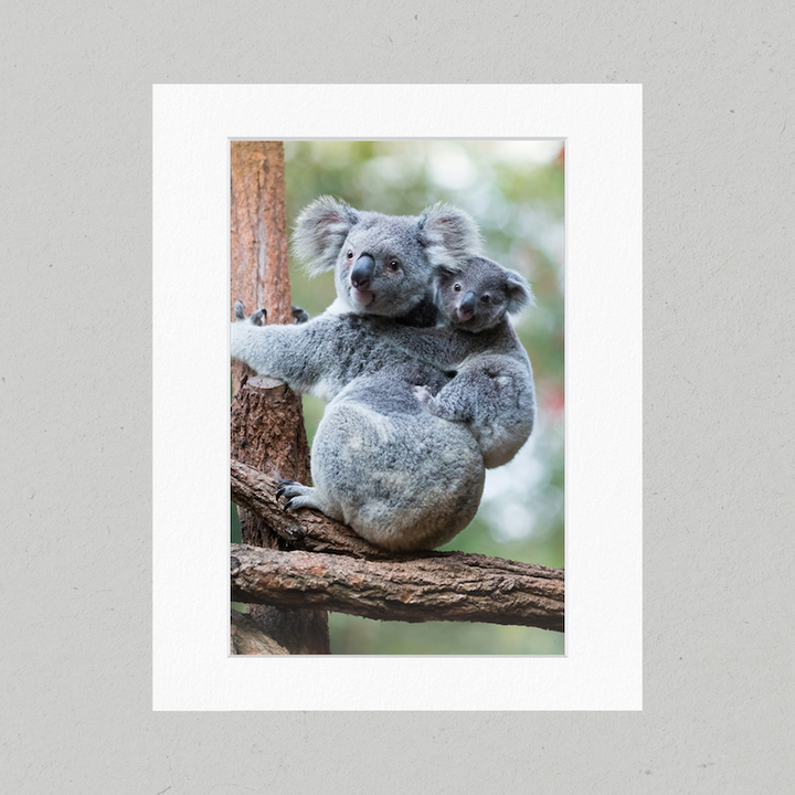 Koala and Joey Sitting 21GP Matte Print
