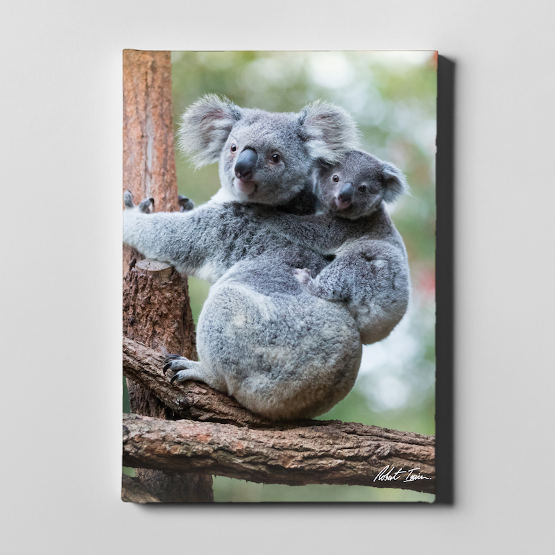 Koala And Joey Sitting 21GP Large Canvas