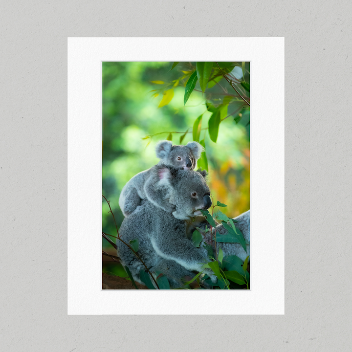 Koala Piggyback 22GP Matte Print