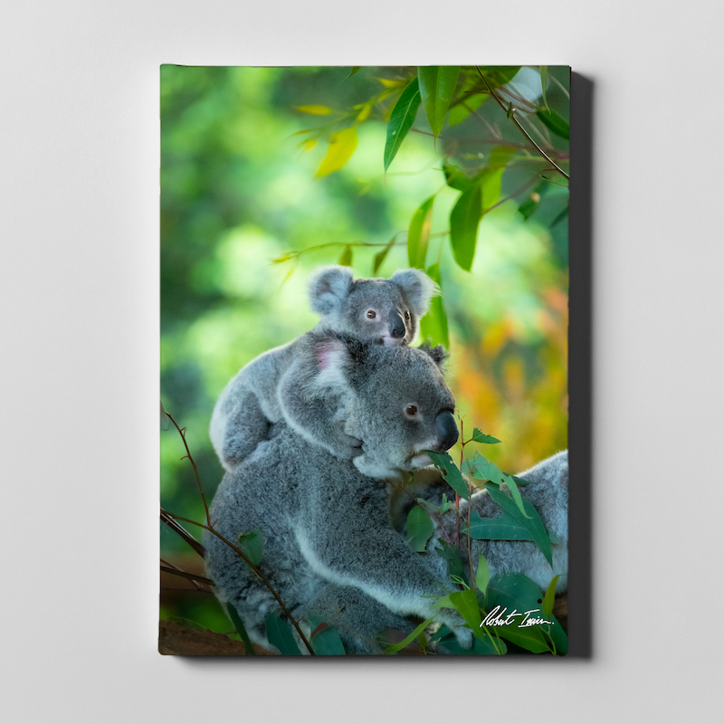 Koala Piggyback 22GP Large Canvas