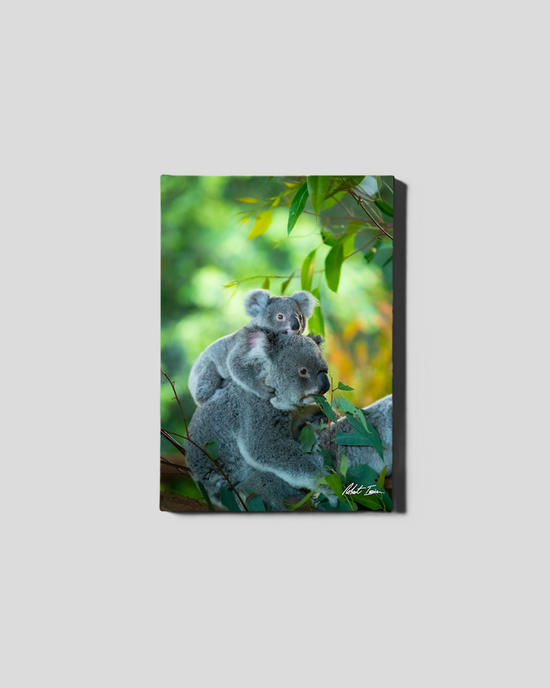 Koala Piggyback 22GP Small Canvas
