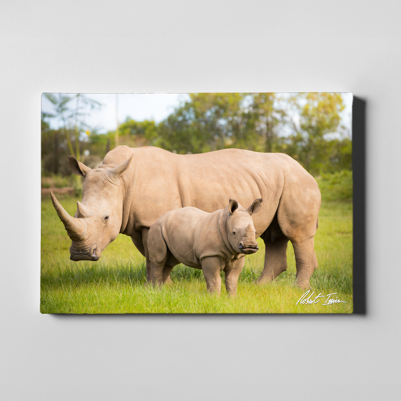 Kingston The Rhino 24GL Large Canvas