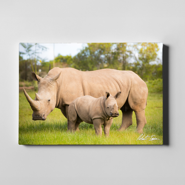 Kingston The Rhino 24GL Large Canvas