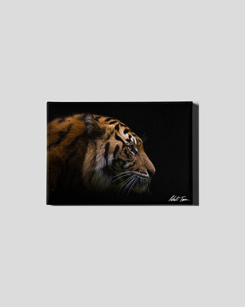 Sumatran Tiger 27GL Small Canvas