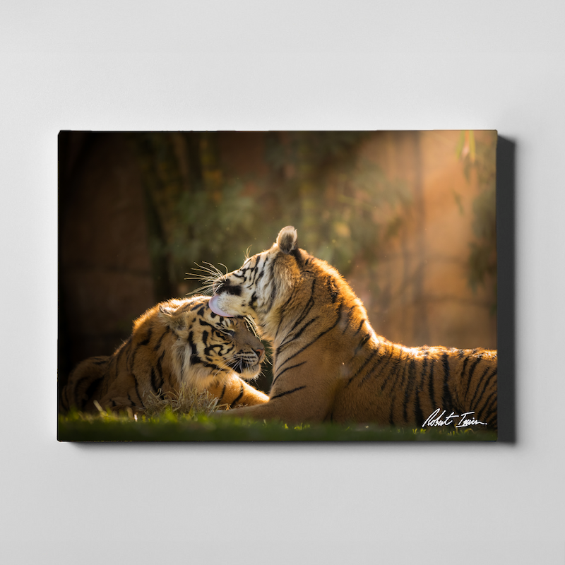 Tiger Love 28GL Large Canvas