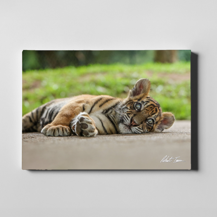 Lazy Day 29GL Large Canvas