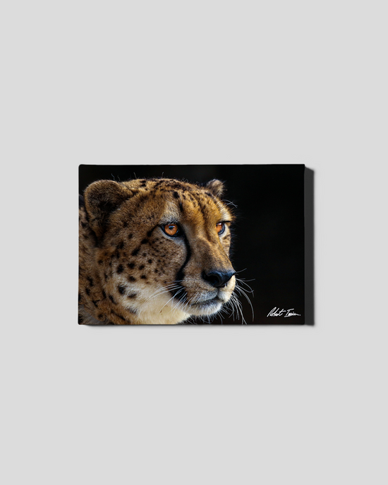 Cheeky Cheetah 30GL Small Canvas