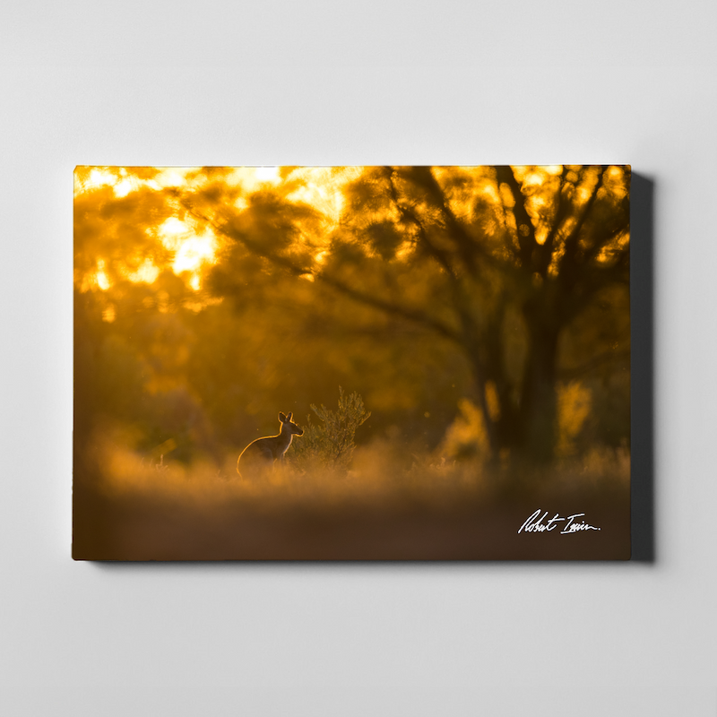 Kangaroo Sunset 31GL Large Canvas