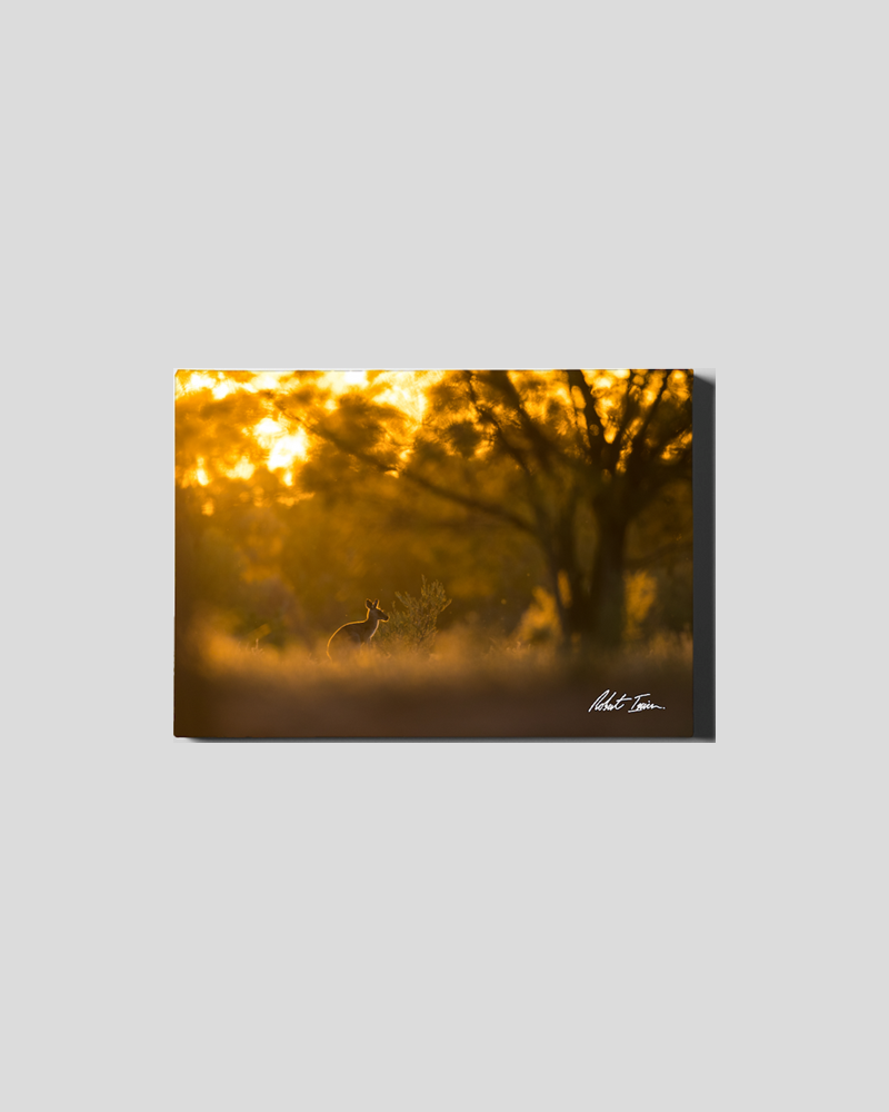Kangaroo Sunset 31GL Small Canvas