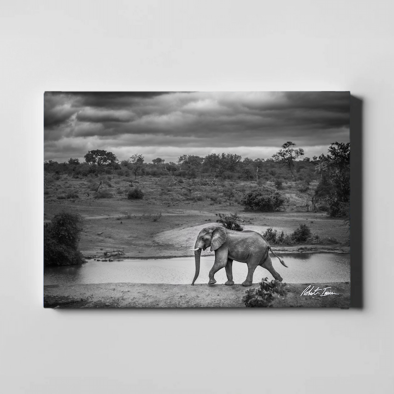 Elephant Waterhole 38GL Large Canvas